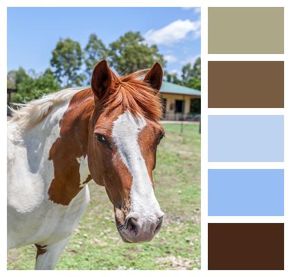 Animal Horse Paint Horse Image